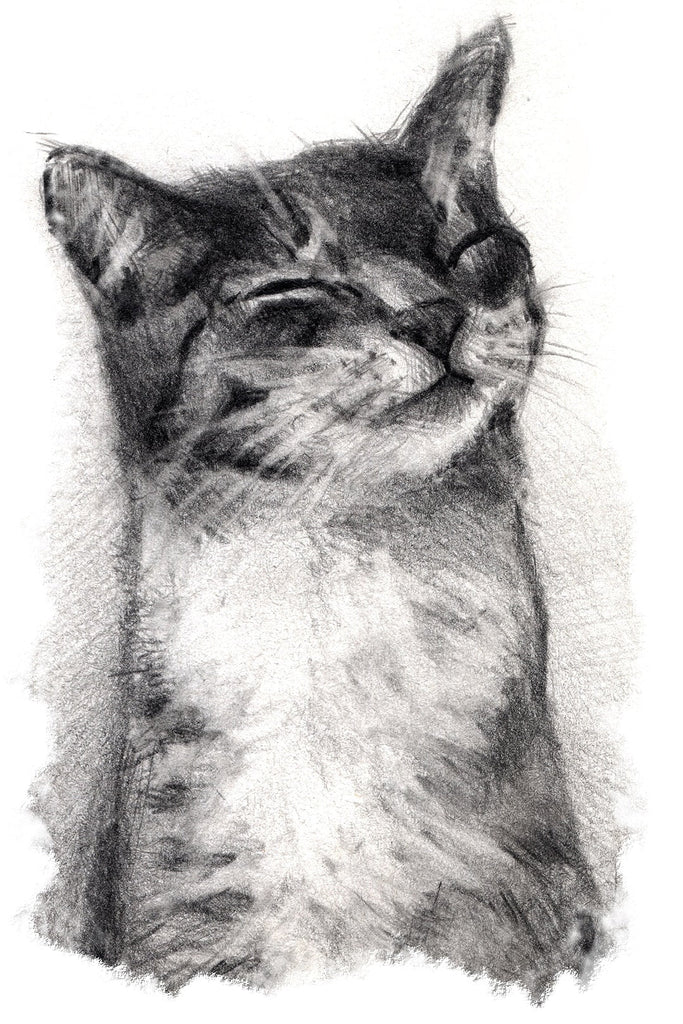 Custom Pencil Portrait of Pets - Picturestopaint.com